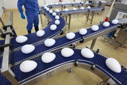 Chicken eggs on 3 different conveyor belts Chicken eggs on 3 different conveyor belts
